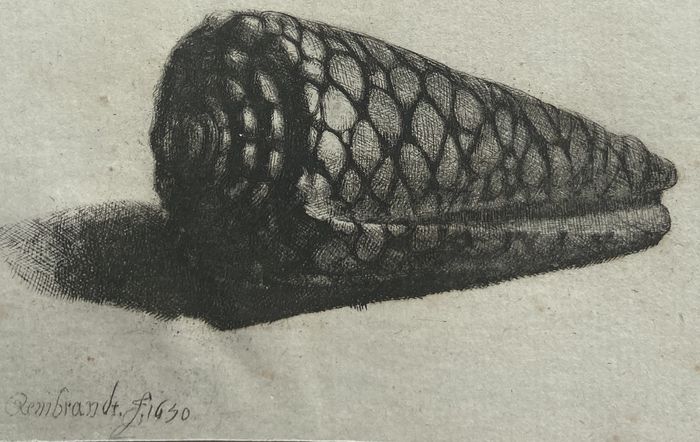 conus marmoreus